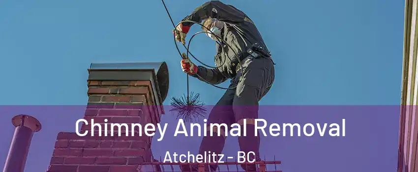 Chimney Animal Removal Atchelitz - BC