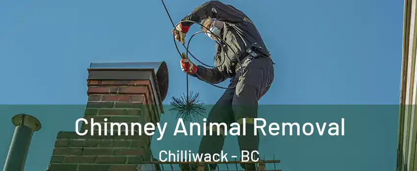  Chimney Animal Removal Chilliwack - BC