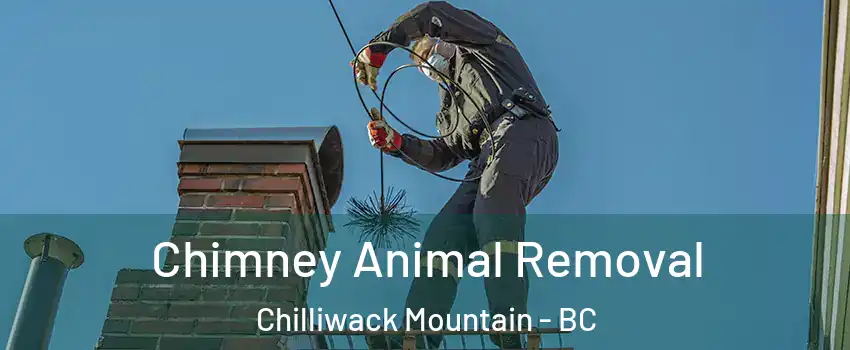 Chimney Animal Removal Chilliwack Mountain - BC