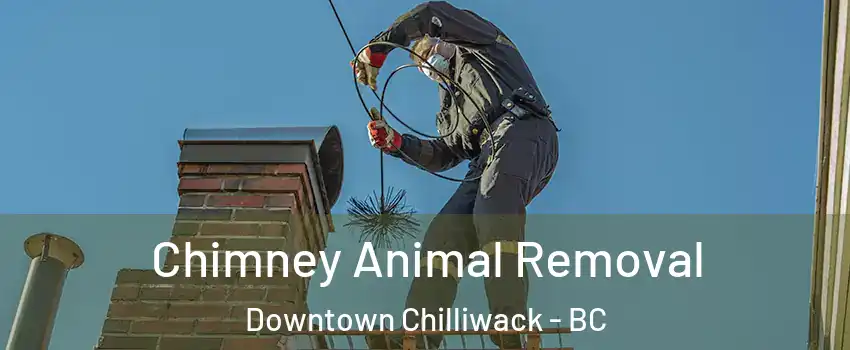 Chimney Animal Removal Downtown Chilliwack - BC