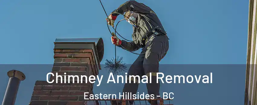  Chimney Animal Removal Eastern Hillsides - BC