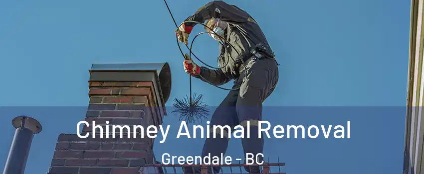 Chimney Animal Removal Greendale - BC