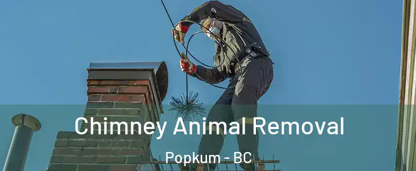 Chimney Animal Removal Popkum - BC