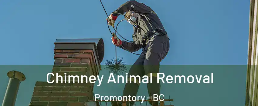 Chimney Animal Removal Promontory - BC