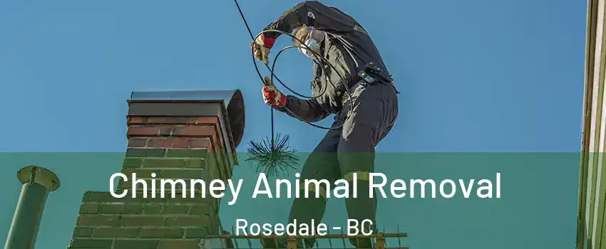Chimney Animal Removal Rosedale - BC