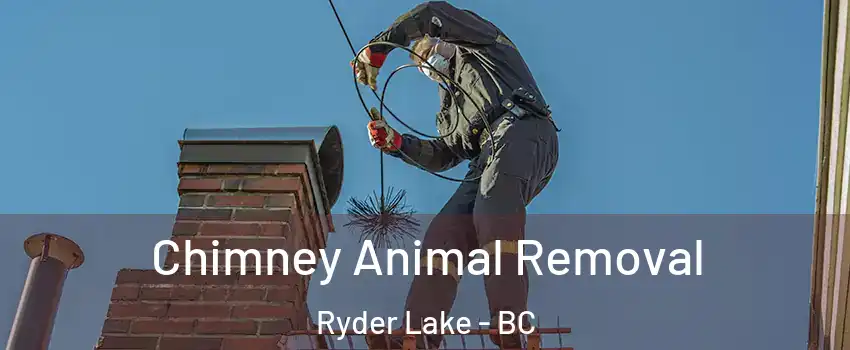 Chimney Animal Removal Ryder Lake - BC