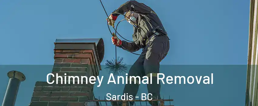 Chimney Animal Removal Sardis - BC