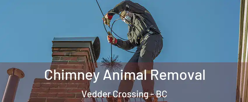 Chimney Animal Removal Vedder Crossing - BC