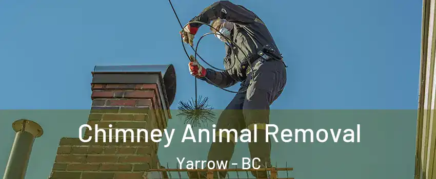 Chimney Animal Removal Yarrow - BC
